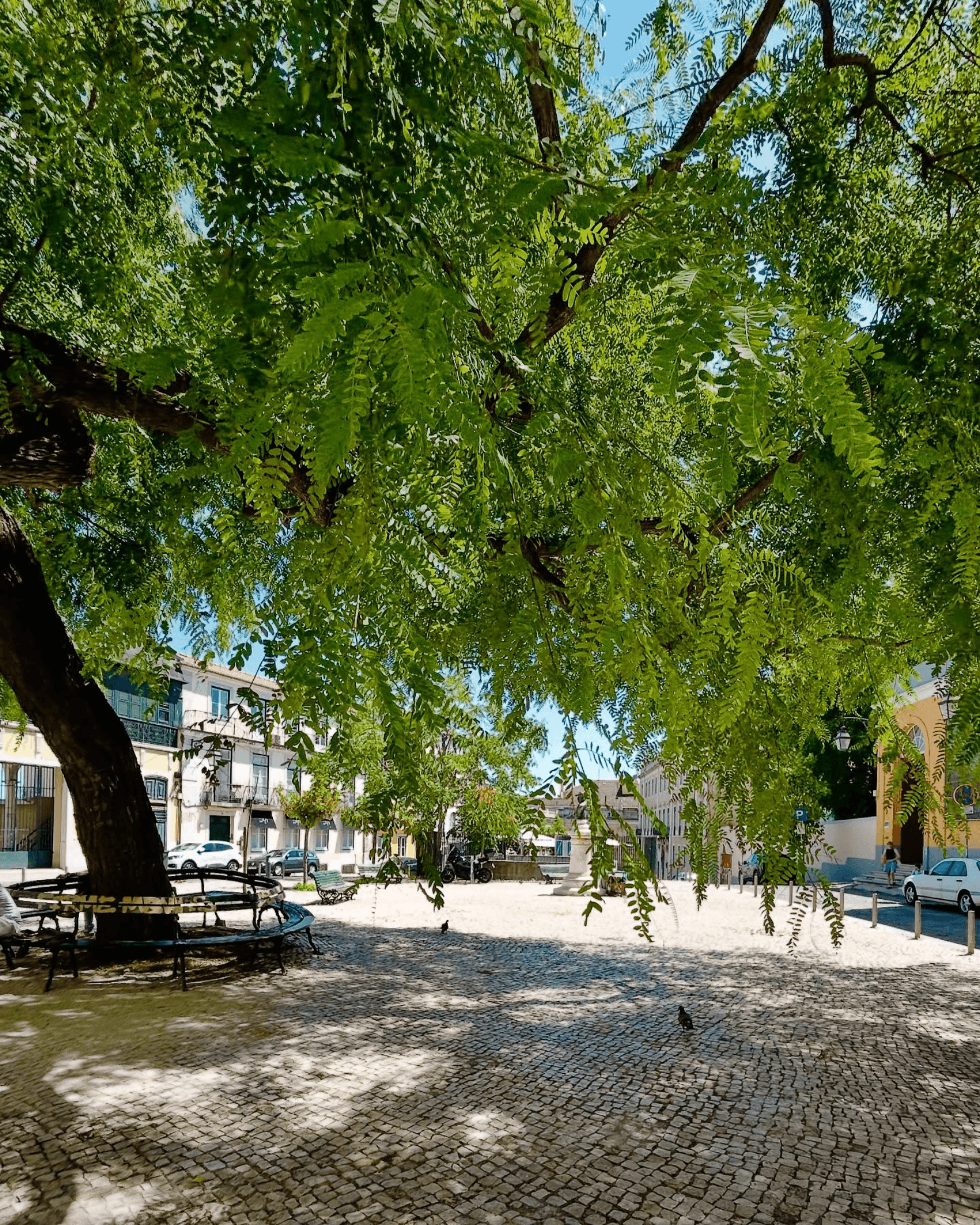 Timeless Urban Nature Harmony